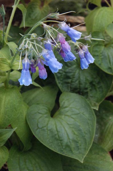 Mertensia ciliata en fleurs dans une prairie humide des Rocheuses